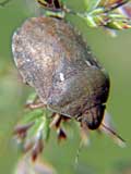 Eurygaster testudinaria