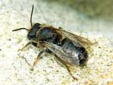 Andrena flavipes