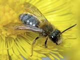 Andrena minutula