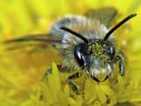 Andrena minutula