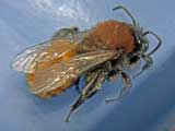 Andrena fulva