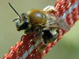 Apis mellifera