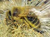 Apis mellifera