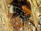 Bombus hypnorum