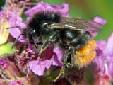 Bombus lapidarius