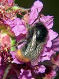 Bombus lapidarius