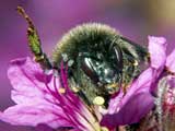 Bombus lapidarius