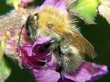 Bombus pascuorum