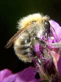 Bombus pascuorum