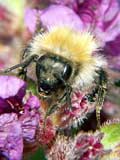 Bombus pascuorum