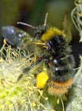 Bombus pratorum