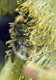 Bombus sylvestris