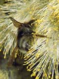 Bombus sylvestris