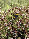 Bombus terrestris