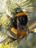 Bombus terrestris