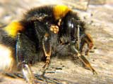 Bombus terrestris