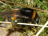 Bombus terrestris