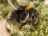 Bombus terrestris