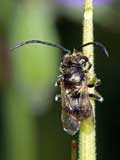 Eucera