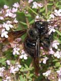 Xylocopa violacea