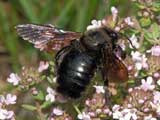 Xylocopa violacea