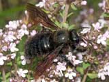 Xylocopa violacea