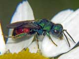 Chrysis ignita