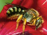 Anthidium sp