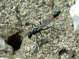 Ammophila sabulosa