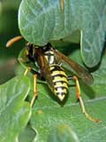 Polistes dominulus