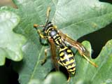 Polistes dominulus