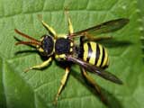 Polistes nimpha