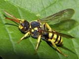 Polistes nimpha