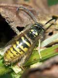 Vespula vulgaris