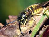 Vespula vulgaris