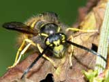 Vespula vulgaris