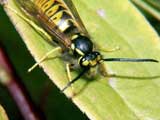 Vespula vulgaris