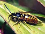 Vespula vulgaris