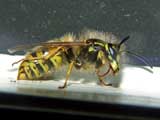 Vespula vulgaris