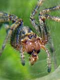 Agelena labyrinthica