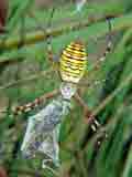 Argiope bruennichi