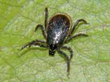 Ixodes ricinus