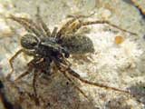 Pardosa sp.