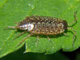 Armadillidium vulgare