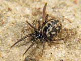 Steatoda  albomaculata