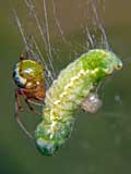 Theridion sisyphium