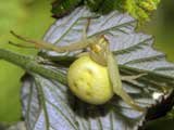 Misumena vatia