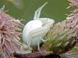 Misumena vatia