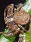 Xysticus lanio