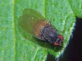 Chloropidae